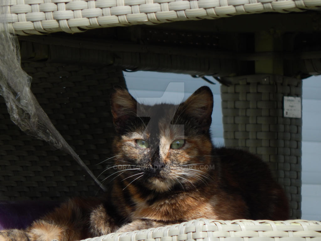 Tortoise Scale Cat Chat Ecaille De Tortue By Coratsuki On Deviantart Tortoise Scale Cat Chat Ecaille De Tortue By Coratsuki On Deviantart