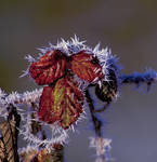 December Daggers by K-Boyd-Photography