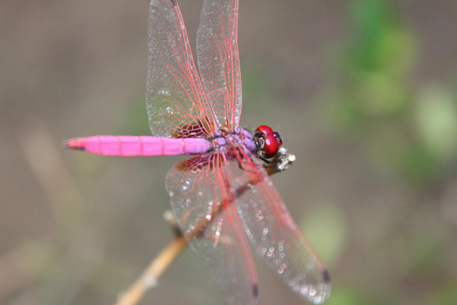 Dragon Fly - Red