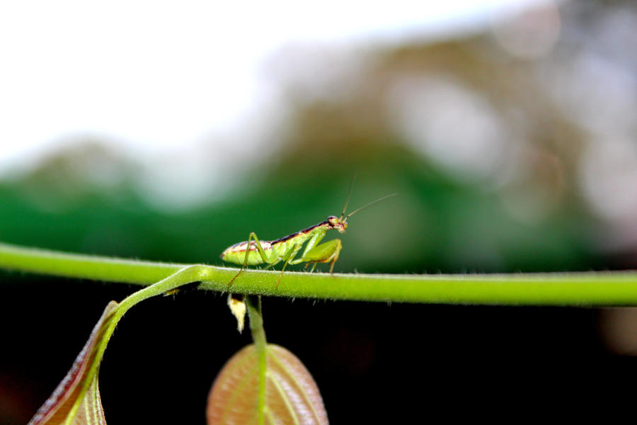 Grasshopper