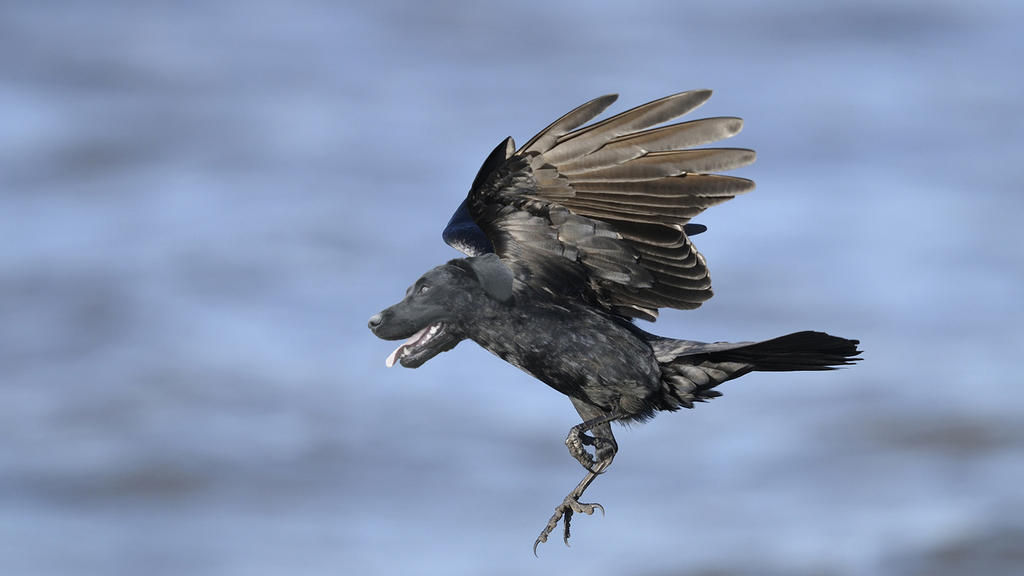 Borf by EricJavi on DeviantArt