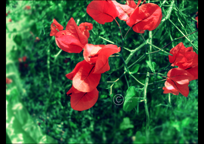 Lovely Red