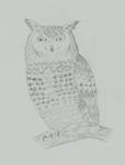 Owl by luciferasa