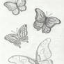 butterfly study