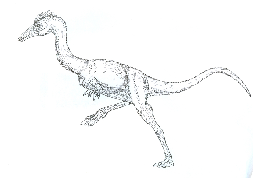 New Alvarezsaurid.... sketch