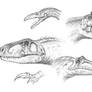 South American theropods