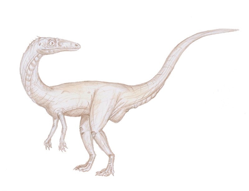 Guaibasaurus Candelariensis By Maniraptora On Deviantart Guaibasaurus Candelariensis By Maniraptora On Deviantart