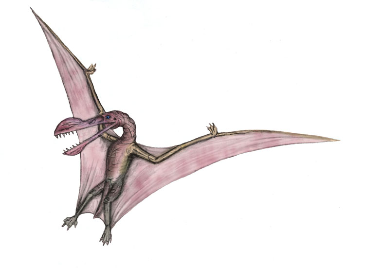 Tropeognathus mesembrinus