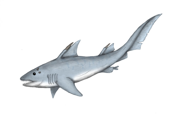 Mesozoic Shark