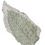 Cycadalean fossil