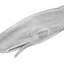 Sperm Whale
