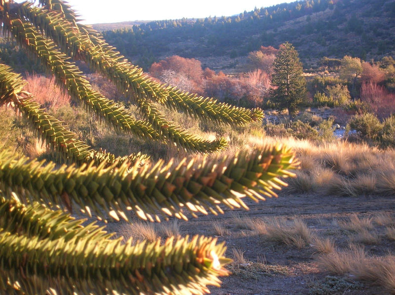 Araucaria araucana