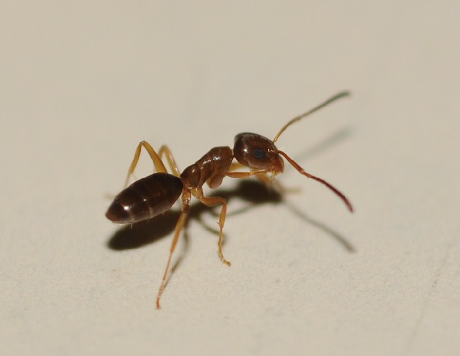 Ant Upclose