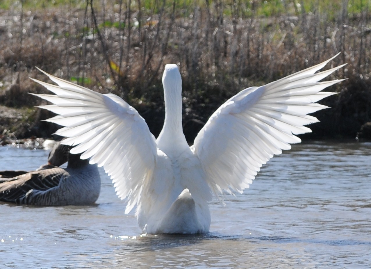 Backlighting goose Stock