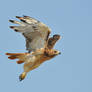 Red Tail Hawk Stock 3