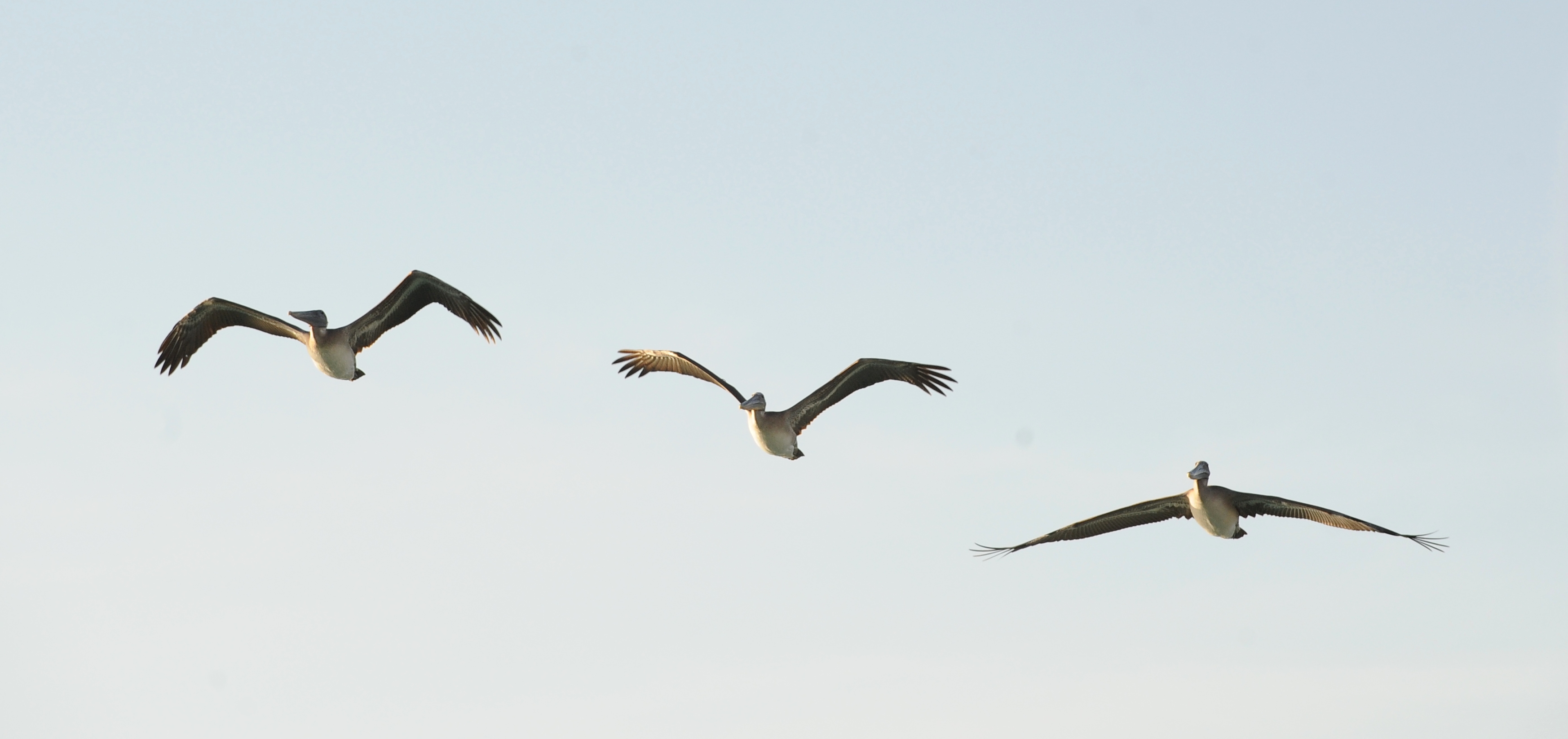 Pelicans