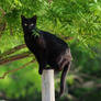 Black cat stock