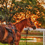 Golden Sunset Horse HDR Stock