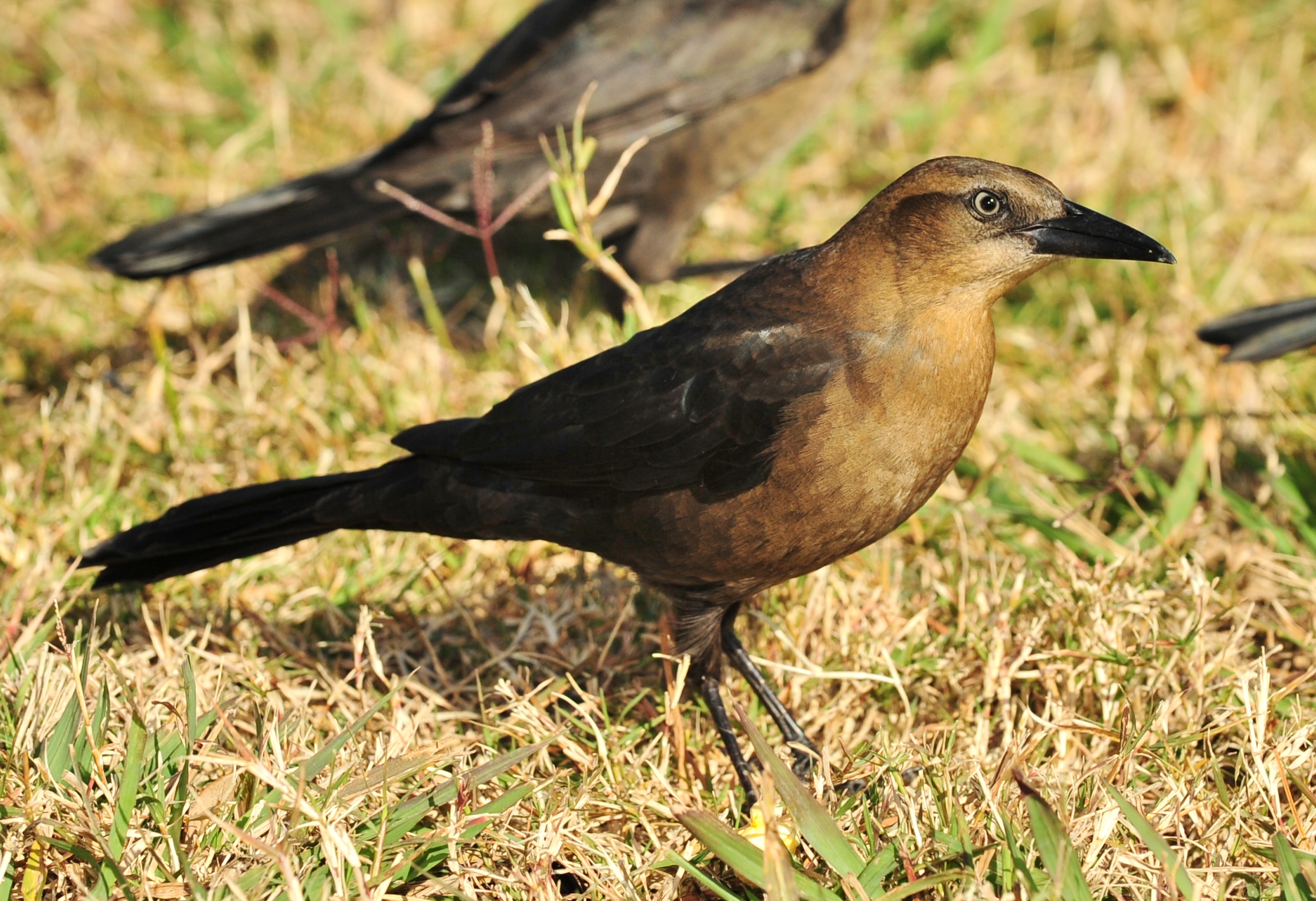 High Rez Grackle Stock