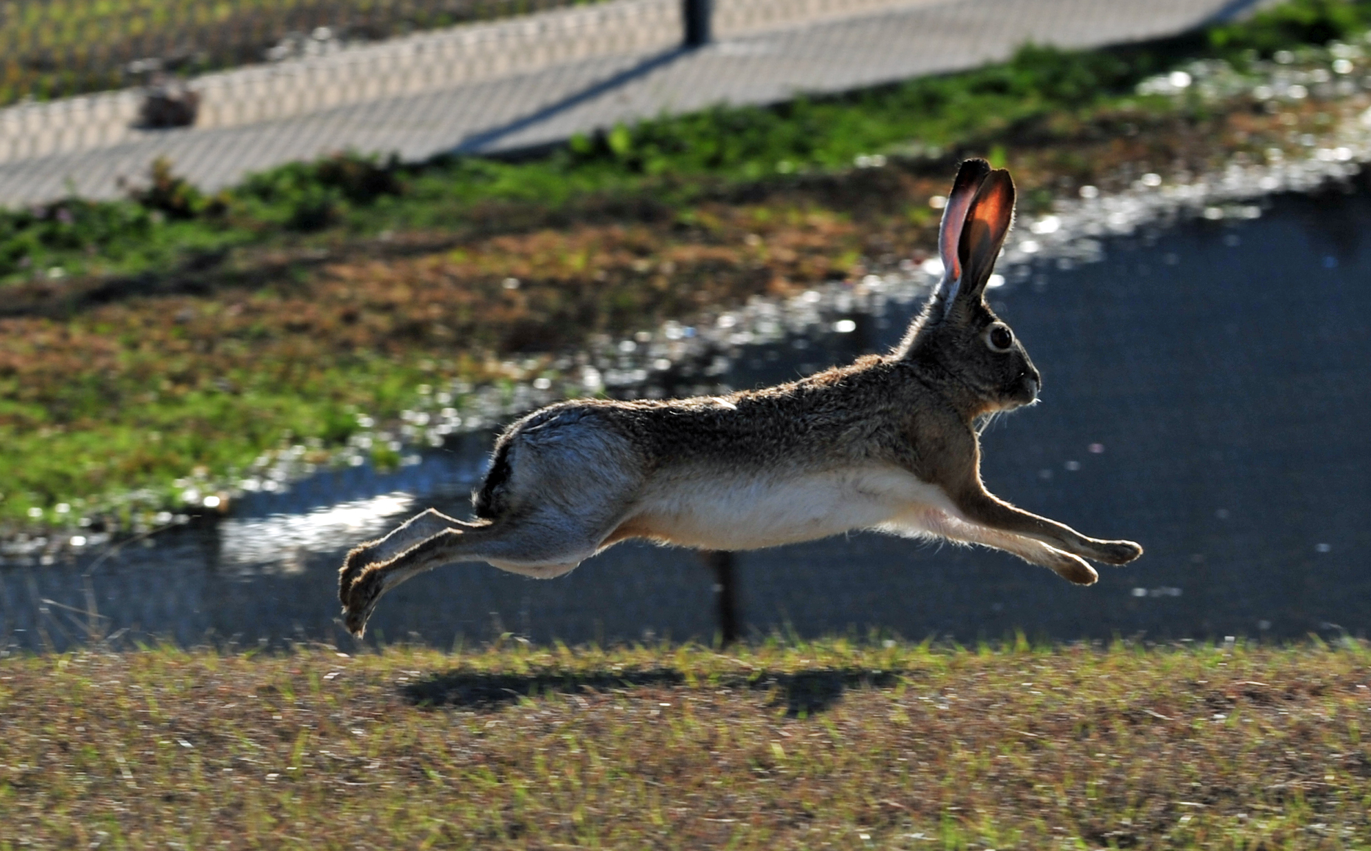 Flying Bunny