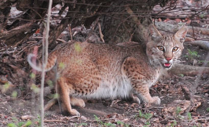 BobCat Stock