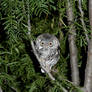 Screech Owl stock