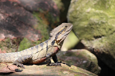 Australian Wildlife