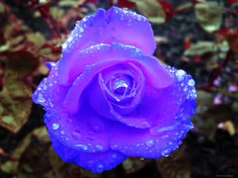 -Blue Rose