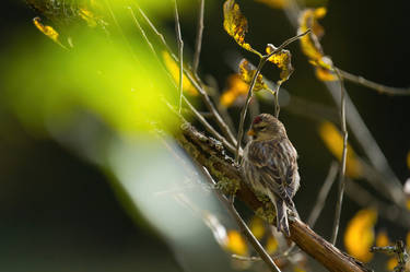 Carduelis flammea