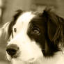 #1 Australian Shepherd