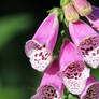 Foxglove