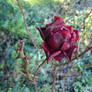 Frost Rose