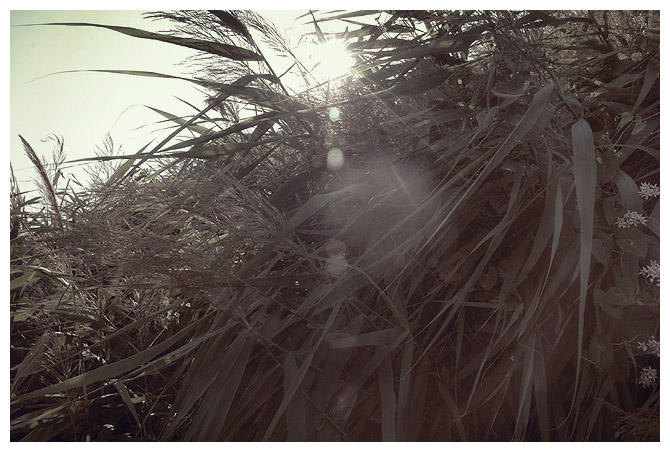 the wind is risen by mariarti on DeviantArt