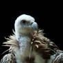 Vulture