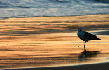 Seagull on the beach