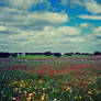 rainbow fields