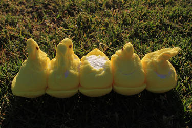 All the Peeps, All Lined Up