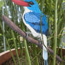 Paradise kingfisher (Tanysiptera galatea)