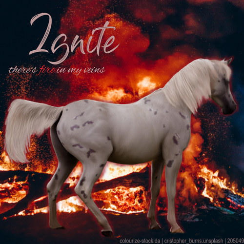 HEE Horse Artwork - Ignite