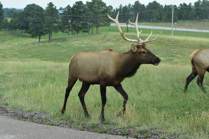 Stock - Elk 3