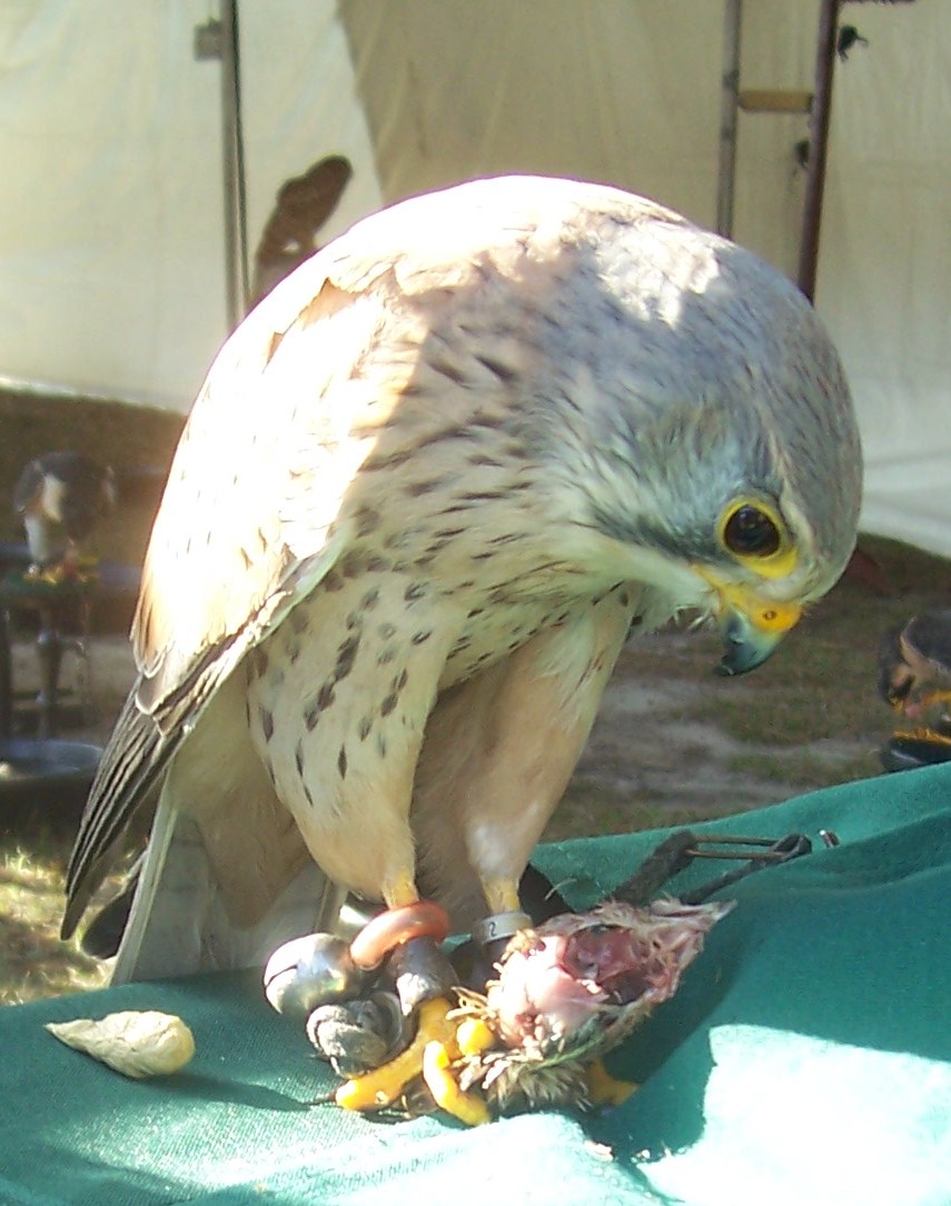 Kestrel eating 2