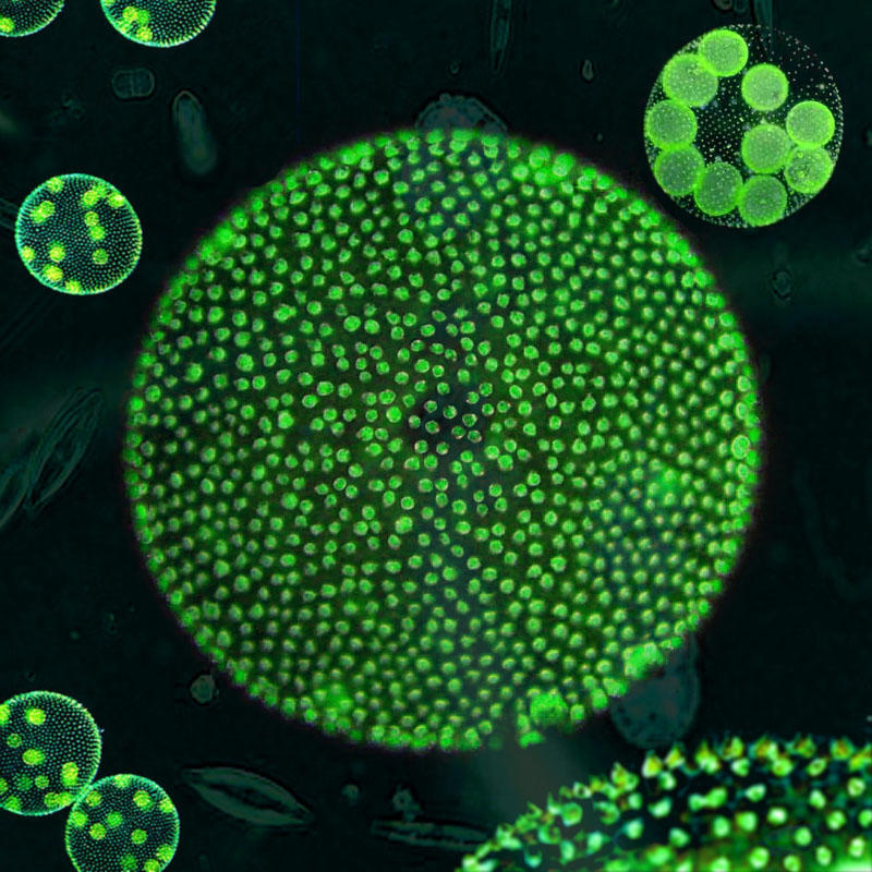 Почему бактерии вирусы одноклеточные водоросли. Колониальный вольвокс. Колониальные водоросли вольвокс. Хлорелла и вольвокс. Вольвокс одноклеточный.