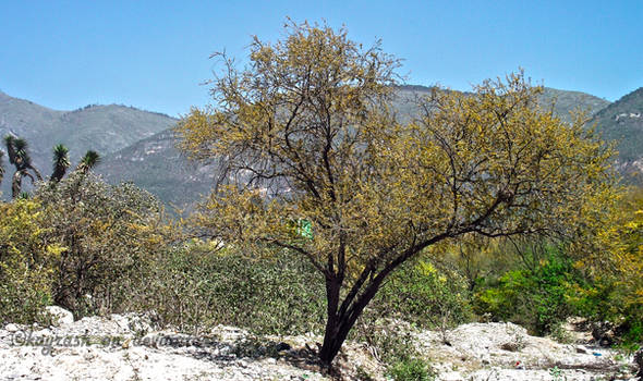 Tree of the desert