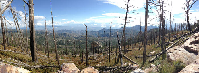 Mt. Lemmon