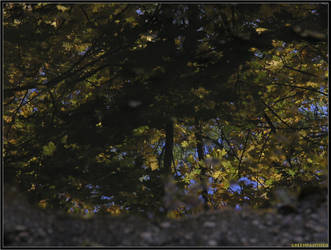 Puddle mirrors II.