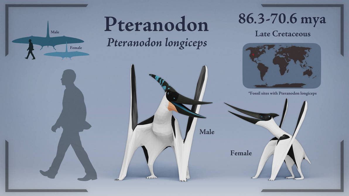 Pterodon Pteranodon - size chart by GabiPaleo on DeviantArt