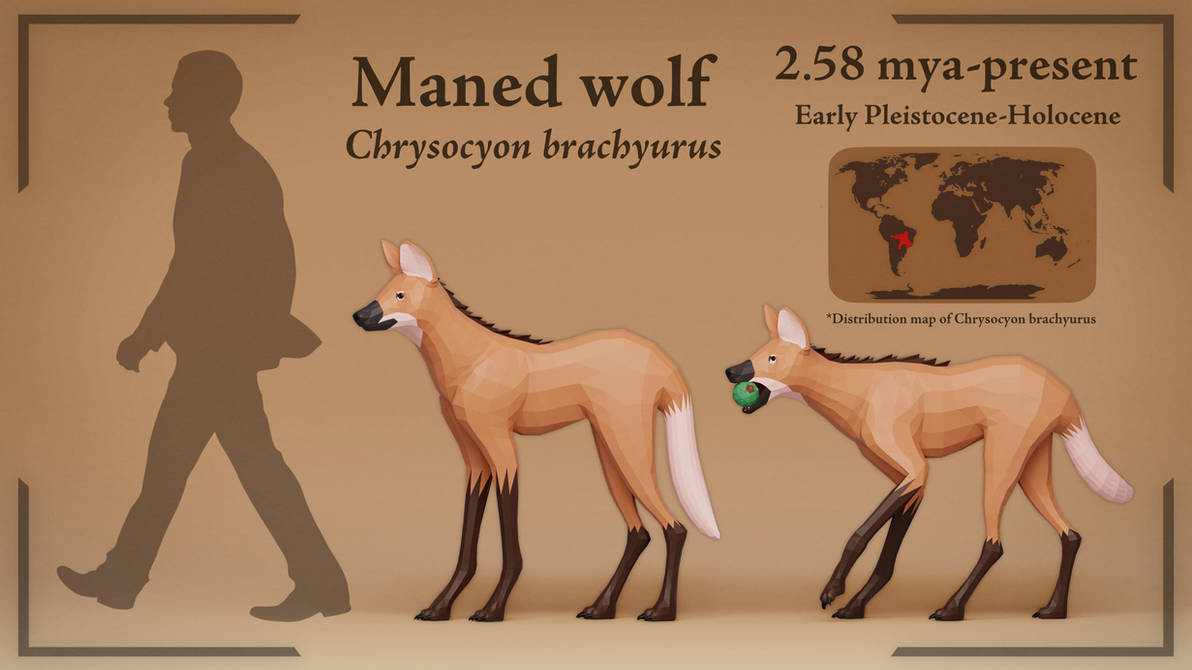 Maned wolf size chart by GabiPaleo on DeviantArt
