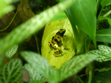 Poison Arrow Frog