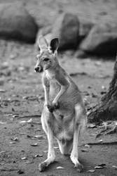 kangaroo in Dresden Zoo
