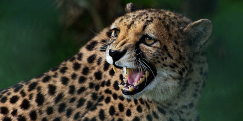Hissing Cheetah